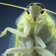 Illustration for article titled Tim Flachs intimate animal portraits reveal natures human side